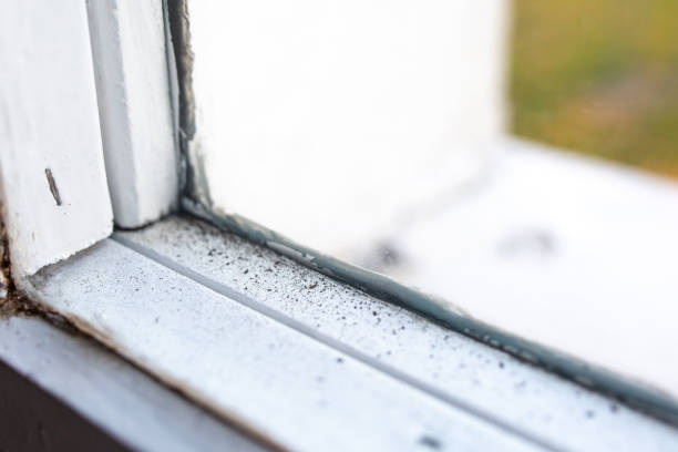 Best Basement Mold Removal  in Vass, NC