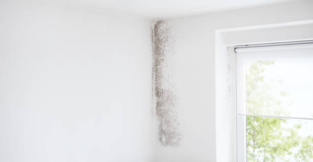 Best Commercial Mold Inspection  in Vass, NC