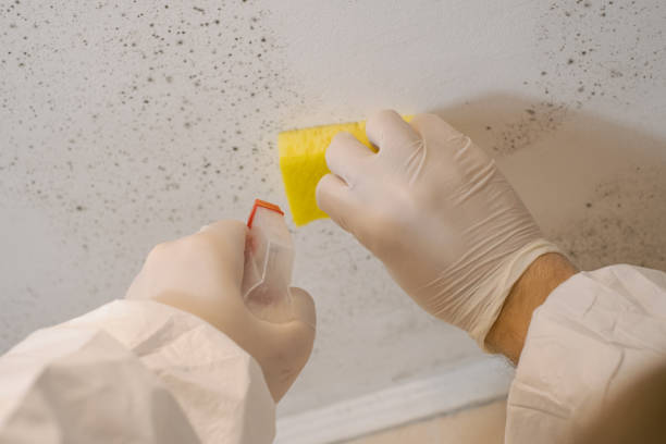 Reliable Vass, NC Mold Removal Solutions