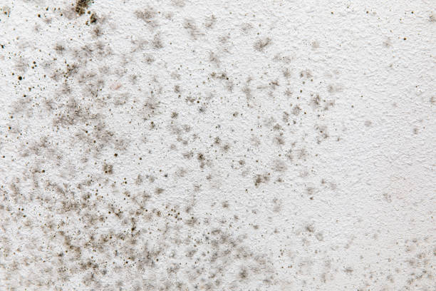 Best Water Damage & Mold Remediation  in Vass, NC