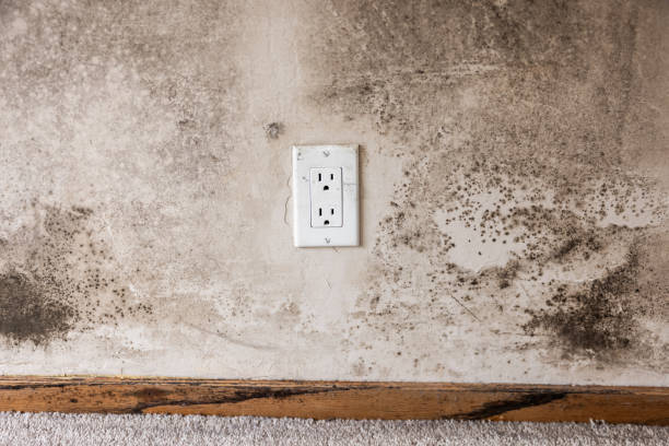 Best Mold Prevention Services  in Vass, NC