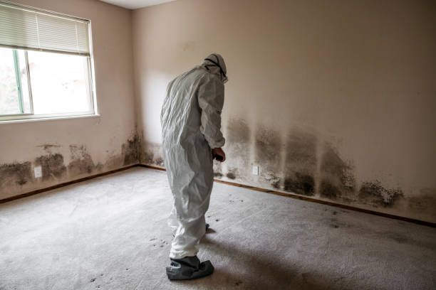 Mold Removal for HVAC Installations in Vass, NC