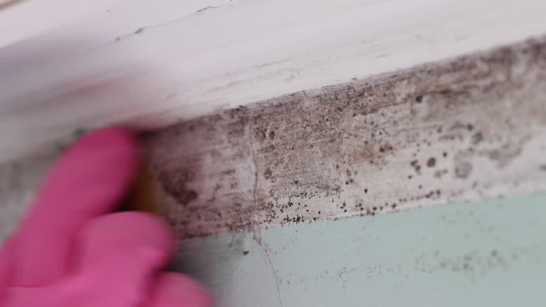 Best Post-Construction Mold Inspection  in Vass, NC